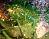 庭で収穫 おかわかめのおひたし作り方3写真
