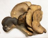 長持ちのコツ☆きのこの冷蔵保存(種類別)作り方10写真