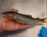 愛知の魚100 鮎の塩焼き作り方1写真
