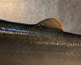 愛知の魚100 鮎の塩焼き作り方2写真