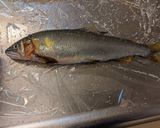 愛知の魚100 鮎の塩焼き作り方5写真