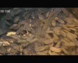 花生湯 ピーナッツスープ【台湾スイーツ】作り方4写真
