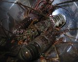 伊勢海老のお味噌汁作り方1写真