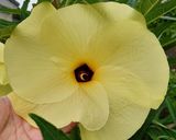 花オクラと新生姜と茗荷のサラダ作り方4写真