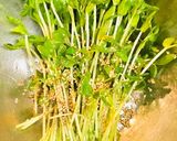 豆苗ナムル・副菜や、彩に最適♬作り方2写真