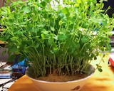 豆苗ともやしのシャキシャキ炒め作り方5写真