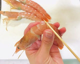 海老の塩焼き・まっすぐなエビ丸焼き作り方1写真
