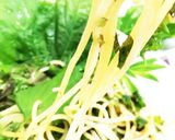 おウチしそスパゲティー作り方4写真