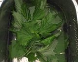 大葉の保存方法と大葉漬け作り方2写真