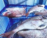 夏の干物 男の素人さばき作り方9写真