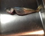 作り置きに。小アジの南蛮漬け作り方4写真