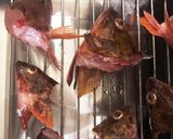 ガシラ（カサゴ）の頭で赤出し作り方1写真