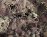 ブルーベリーカスタードパイ作り方2写真