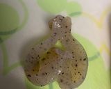 こんにゃくのピリ辛煮作り方4写真