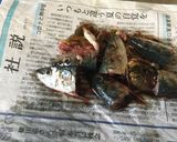冷凍で夏も安心臭わない 魚の内臓の捨て方作り方1写真