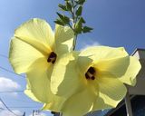 花オクラとシソの穂の天ぷら作り方5写真