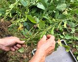枝豆のおいしい茹で方作り方1写真