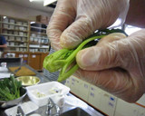 ほうれん草ともやしの胡麻和え作り方2写真