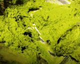おからパウダーでつくる桃冷やし和菓子作り方4写真