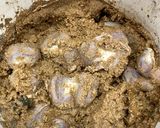 砂肝のぬか漬けのコンフィ風作り方1写真