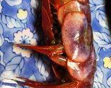【絶品】幻のブドウエビ(ヒゴロモエビ)作り方2写真