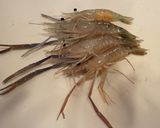 オニテナガエビの唐揚げ作り方3写真