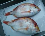 鯛の湯引き造り作り方1写真