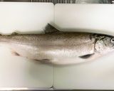 【幻の魚】ビワマスの捌き方 刺身まで作り方1写真