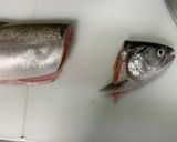 【幻の魚】ビワマスの捌き方 刺身まで作り方2写真