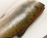 【幻の魚】ビワマスの捌き方 刺身まで作り方3写真