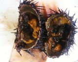 新鮮 ウニ【雲丹】刺身♪( ´∀`)♪作り方3写真