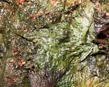 青じその醤油漬け作り方3写真