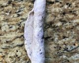 ブルーベリーベーグル作り方5写真