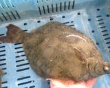 アマガレイの刺身作り方1写真