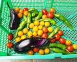 ベーコンと夏野菜の彩りラタトゥイユ作り方1写真