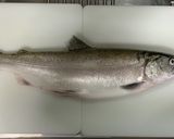 【幻の魚】ビワマスの皮の素揚げ作り方1写真