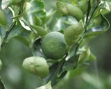 夏野菜の冷製、トマト味作り方14写真