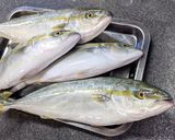 鰤の稚魚！こぞくらをたっぷり楽しむ煮付作り方1写真