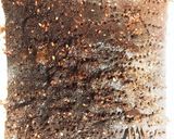 米ぬか　ココアきなこごまクッキー　米魅力作り方12写真