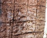 米ぬか　ココアきなこごまクッキー　米魅力作り方14写真