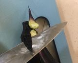 【簡単！栄養逃さない】茄子のガクの切り方作り方1写真