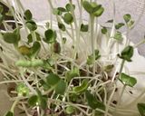 冷やしたぬき蕎麦作り方3写真