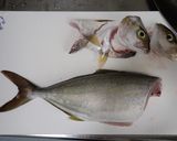 カンパチの刺身作り方3写真