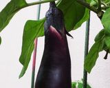 お年寄り絶賛シリーズ☆鶏肉カレー煮込み☆作り方10写真