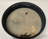 シャトルシェフで牛スネ肉のスープストック作り方6写真