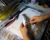 ☆漁師直伝☆さんまのおろし方。と、たたき作り方6写真