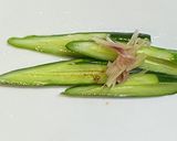 胡瓜と茗荷の浅漬け作り方4写真