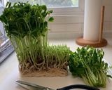 ひとりご飯にオススメ 豆苗と豚肉の炒め物作り方1写真