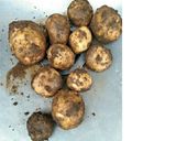 隙間がちゃんとできるトルネードポテト作り方1写真