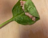 簡単！ほうれん草餃子！巻くだけ餃子作り方5写真